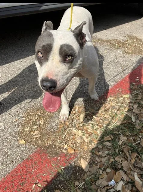 An adult medium-sized female Pit Bull Terrier dog named Nova for adoption in Dallas, TX