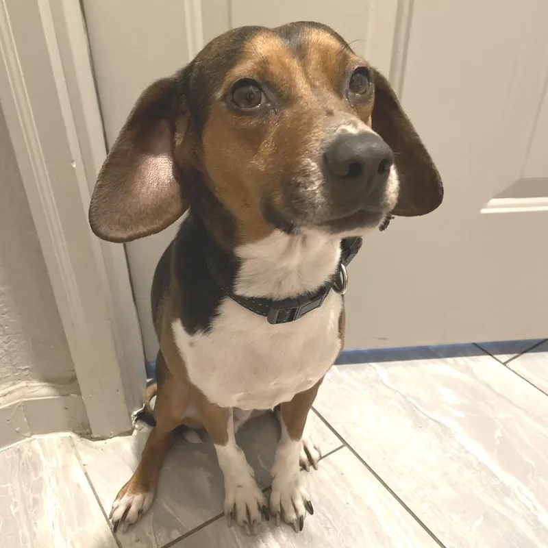 An adult small-sized male Black Hound dog named Copper for adoption in Nashville, TN