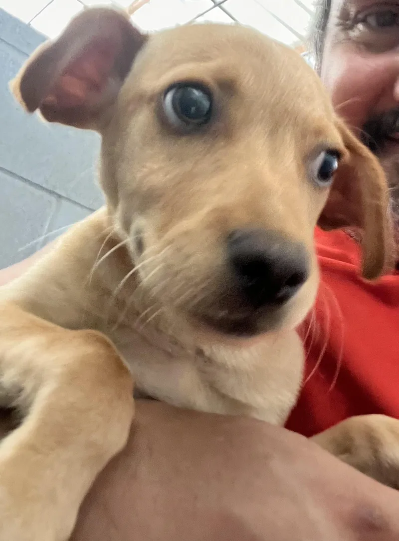 A baby medium-sized male Yellow / Tan / Blond / Fawn Mixed Breed dog named Roman for adoption in Coldspring, TX