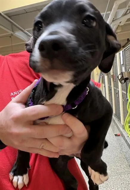 A baby medium-sized female Fox Terrier dog named Izzy for adoption in Brewster, MA