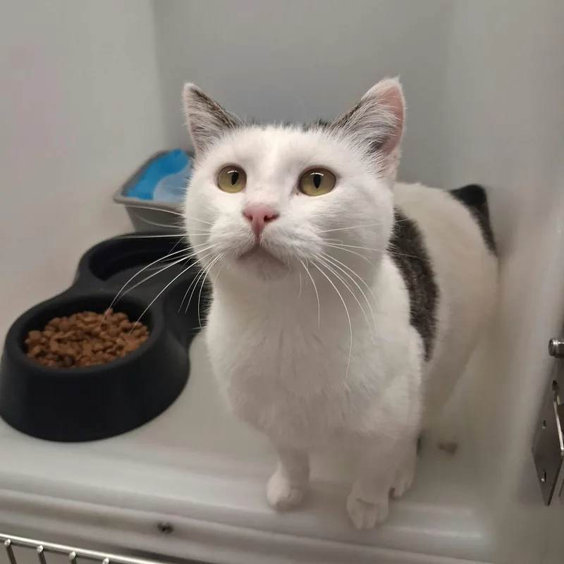 An adult medium-sized female White Domestic Short Hair cat named Annabelle for adoption in Roosevelt, UT