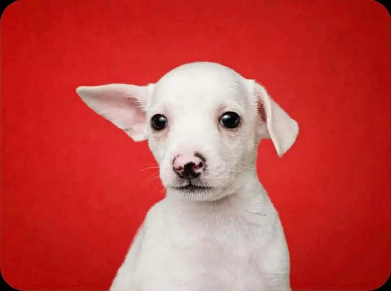 A baby small-sized male Chihuahua dog named Alberto for adoption in Humble, TX