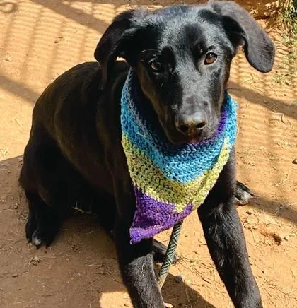 A baby medium-sized male Labrador Retriever dog named Dorito $ for adoption in Seneca, SC