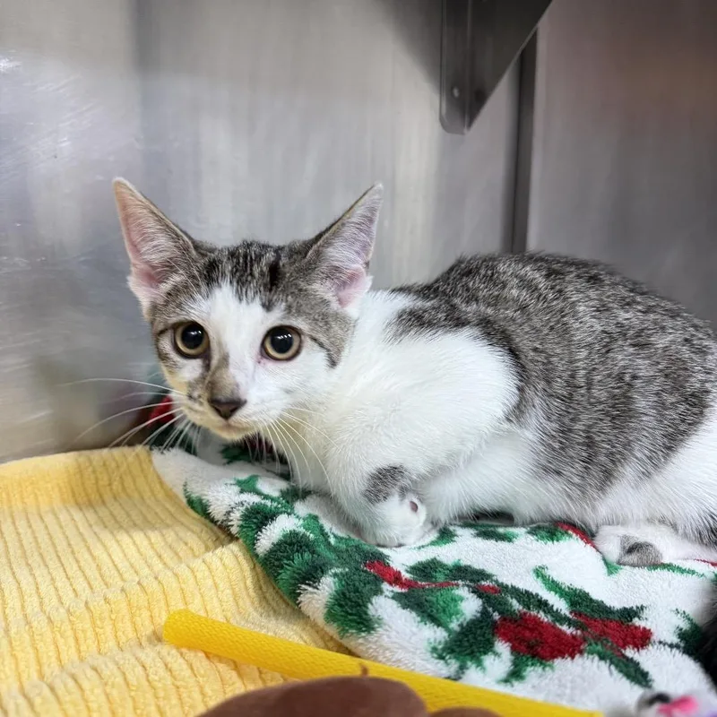 A baby small-sized female Gray / Blue / Silver Domestic Short Hair cat named Simble for adoption in Pensacola, FL
