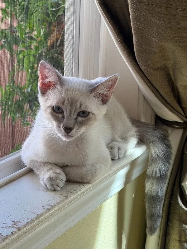 A baby small-sized male Siamese cat named Nathan for adoption in Bonsall, CA