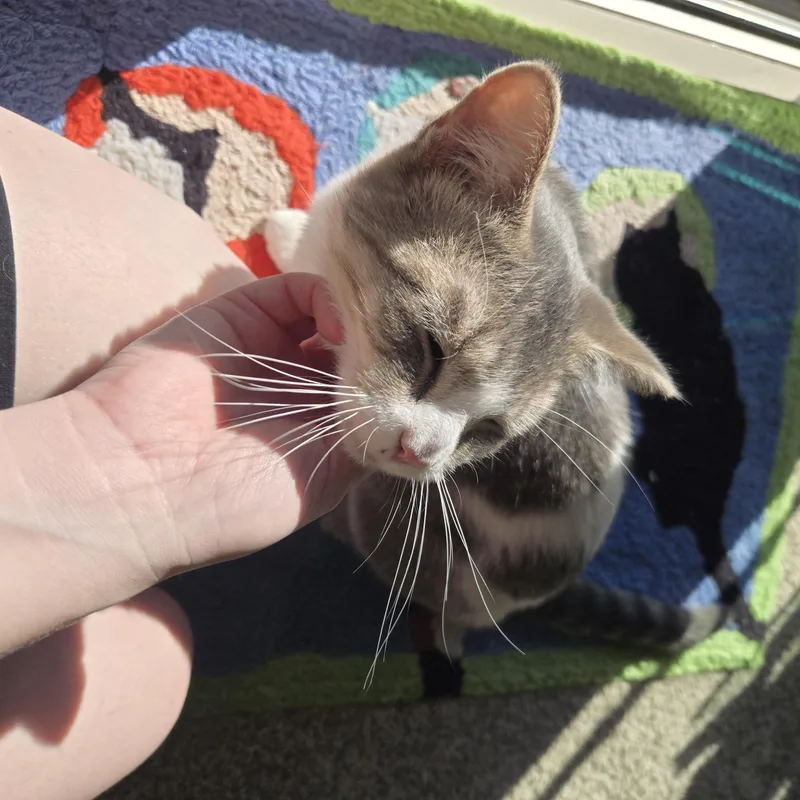 A young medium-sized female Tabby (Gray / Blue / Silver) Domestic Short Hair cat named Cookie for adoption in Farmington, MN