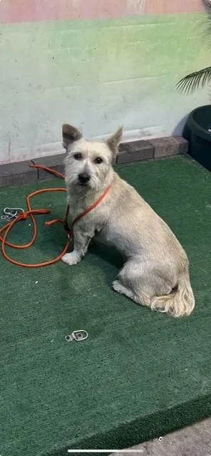 A young medium-sized female Terrier dog named Pocket for adoption in Baldwin Park, CA