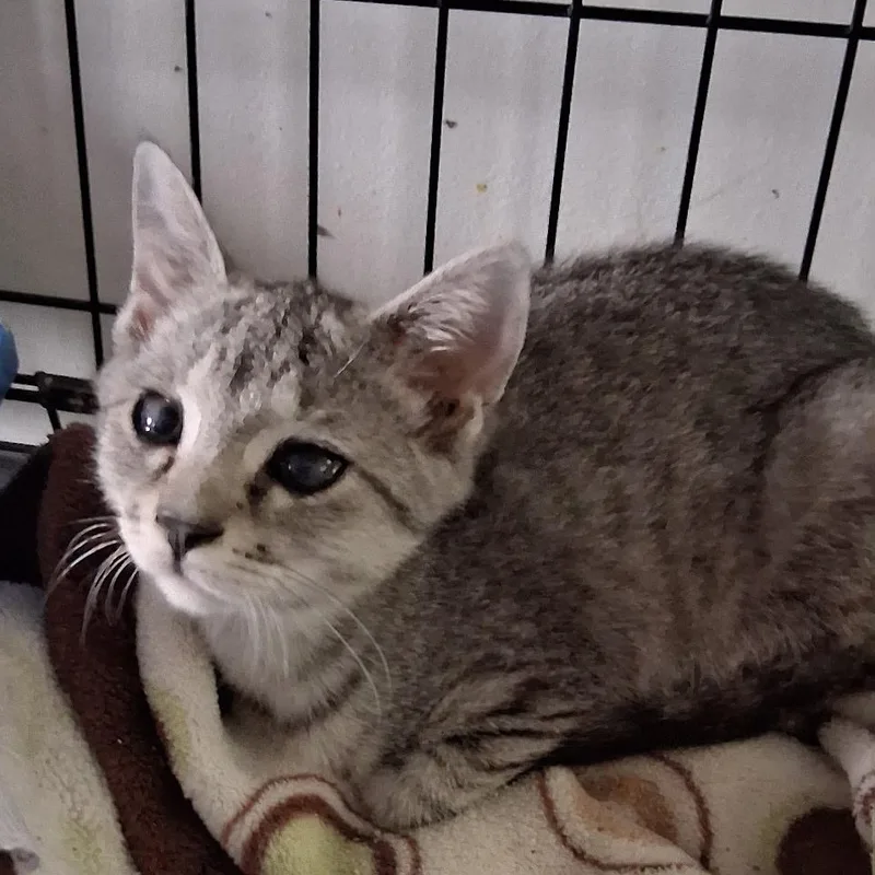 A baby medium-sized female Gray & White Domestic Short Hair cat named Hope for adoption in Avon, NY