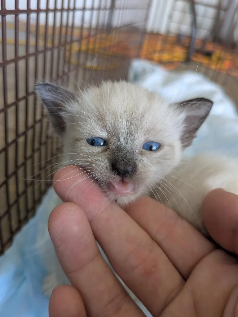 A baby small-sized male Domestic Short Hair cat named Serrano for adoption in Brownwood, TX