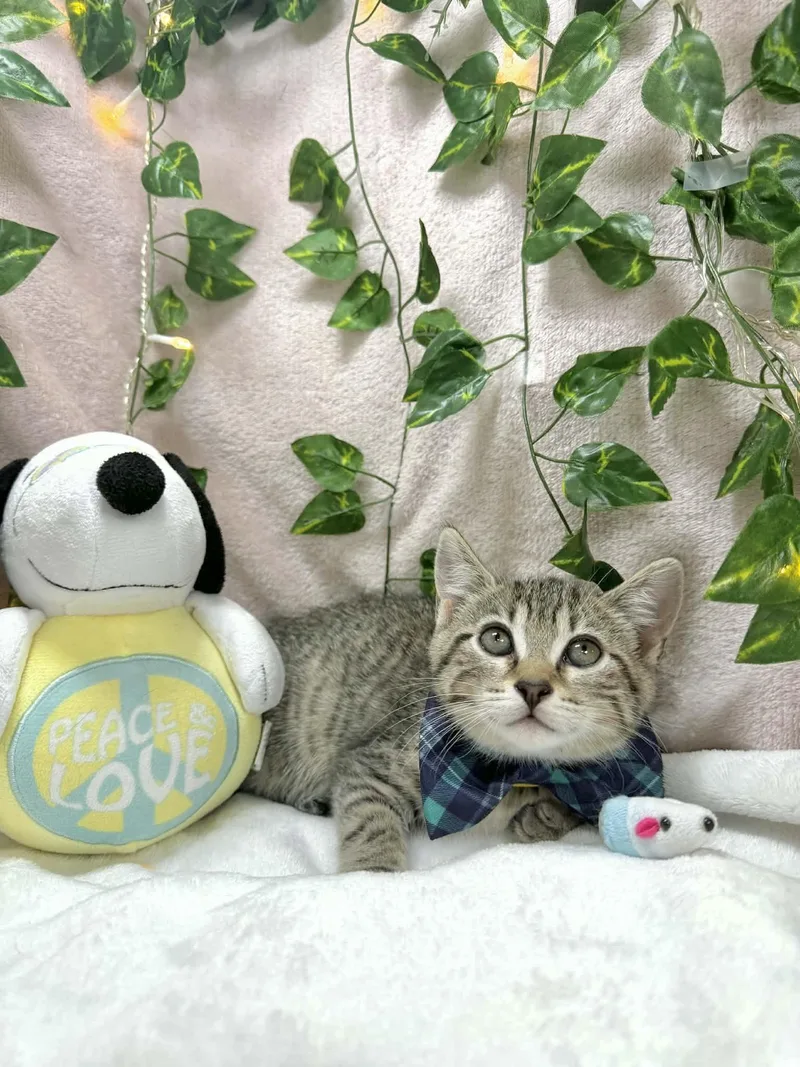A baby medium-sized male Tabby cat named Cory for adoption in Tavares, FL