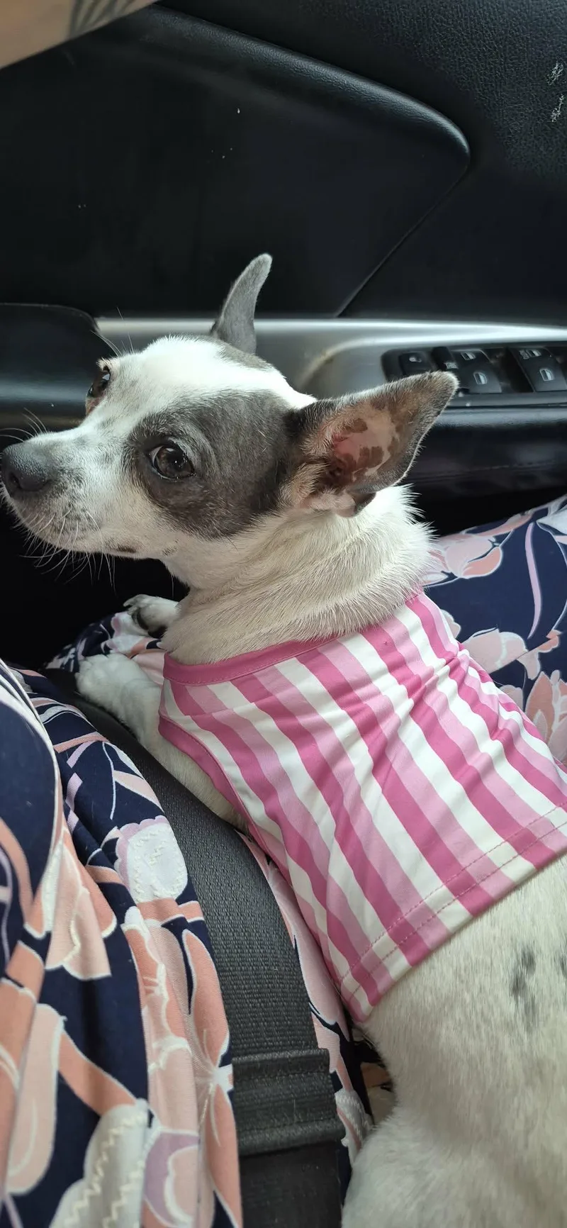 A young small-sized female Chihuahua dog named Sabrina for adoption in Parrish, FL