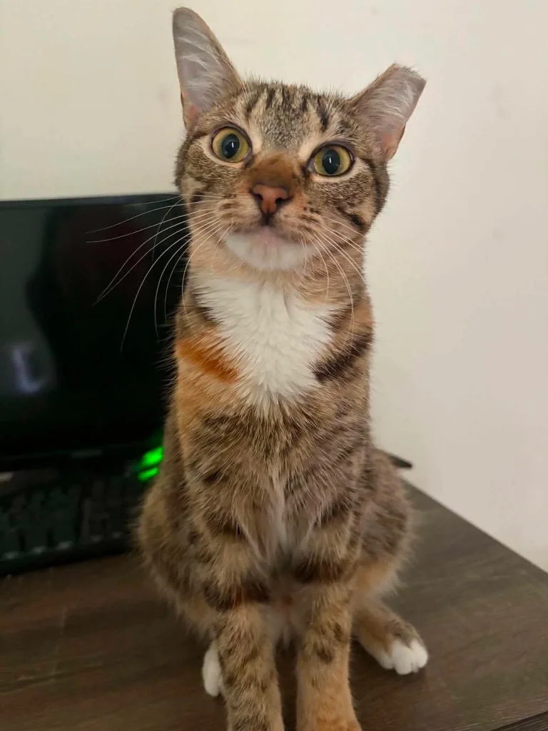 A baby large-sized female Domestic Short Hair cat named Millie for adoption in warrenville, SC