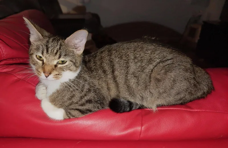 Ginny thumbnail 3