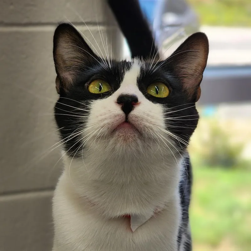 An adult medium-sized female Black Domestic Short Hair cat named Griselda for adoption in Montgomery, AL