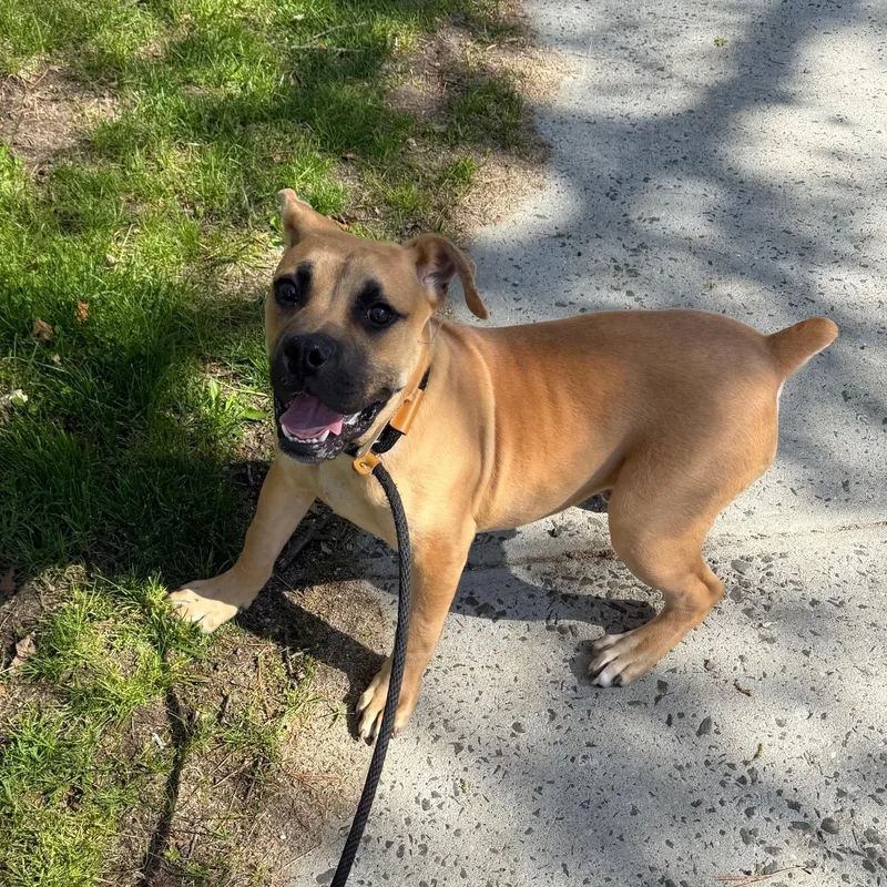 A baby large-sized male Mixed Breed dog named Peter for adoption in Brookhaven, NY