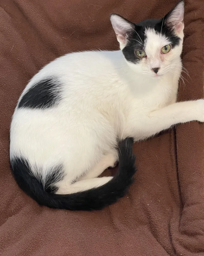 A young medium-sized male Black Domestic Short Hair cat named Ned for adoption in Lacon, IL