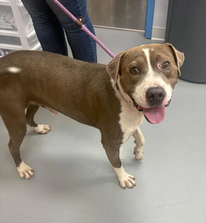 A young medium-sized male Pit Bull Terrier dog named Dumpling for adoption in Hartsville, SC