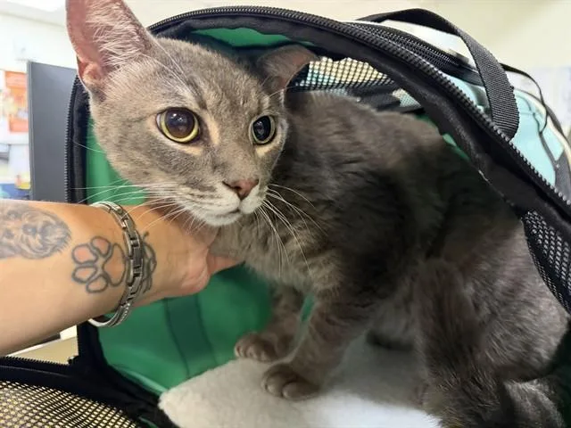An adult small-sized female Domestic Short Hair cat named Lily for adoption in Miami, FL