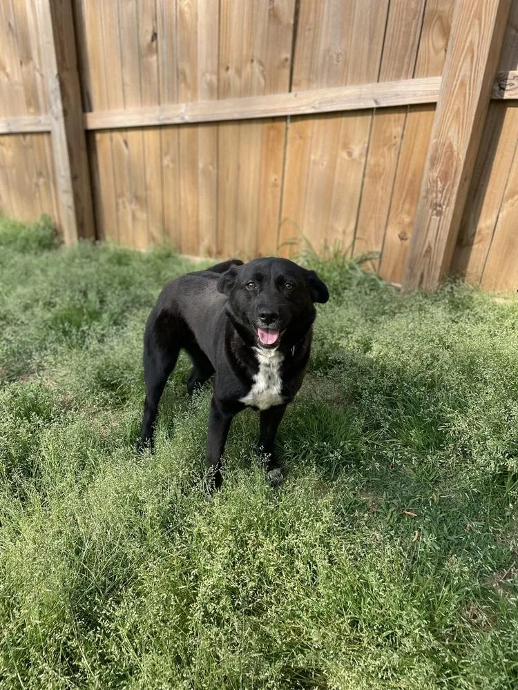 An adult medium-sized female Tricolor (Brown, Black, & White) Retriever dog named Juno for adoption in Newnan, GA