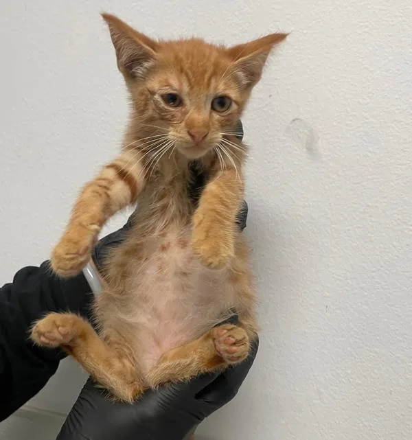 A baby small-sized male Domestic Short Hair cat named Heiter for adoption in El Cajon, CA