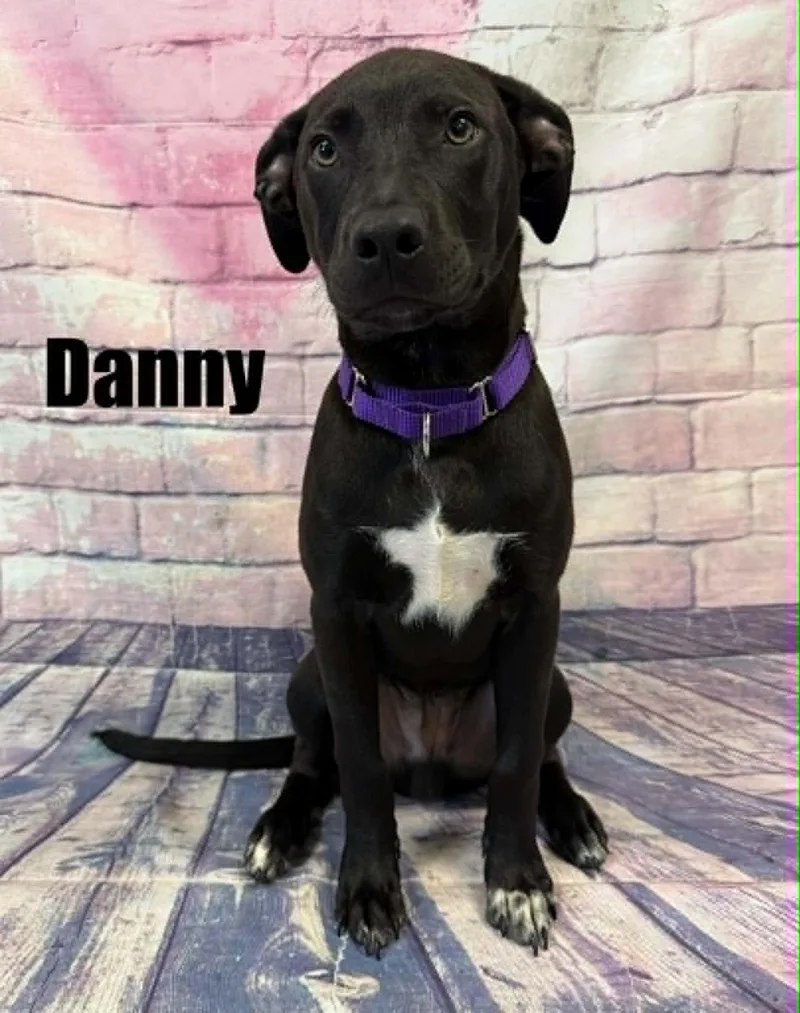 A young medium-sized male Black Labrador Retriever dog named Danny for adoption in Quincy, MI