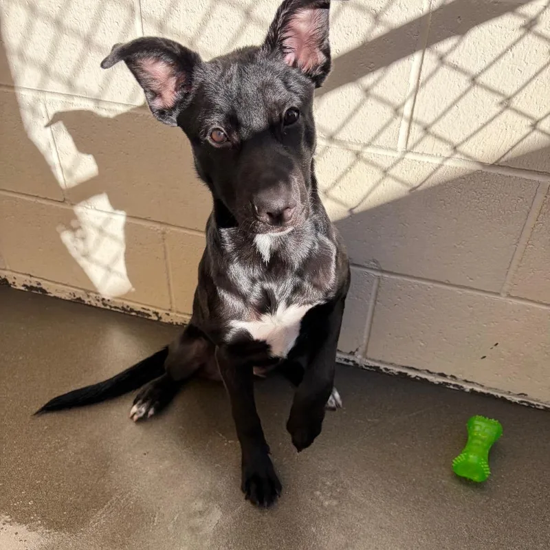 A baby medium-sized female Black Dutch Shepherd dog named Venus for adoption in Reno, NV