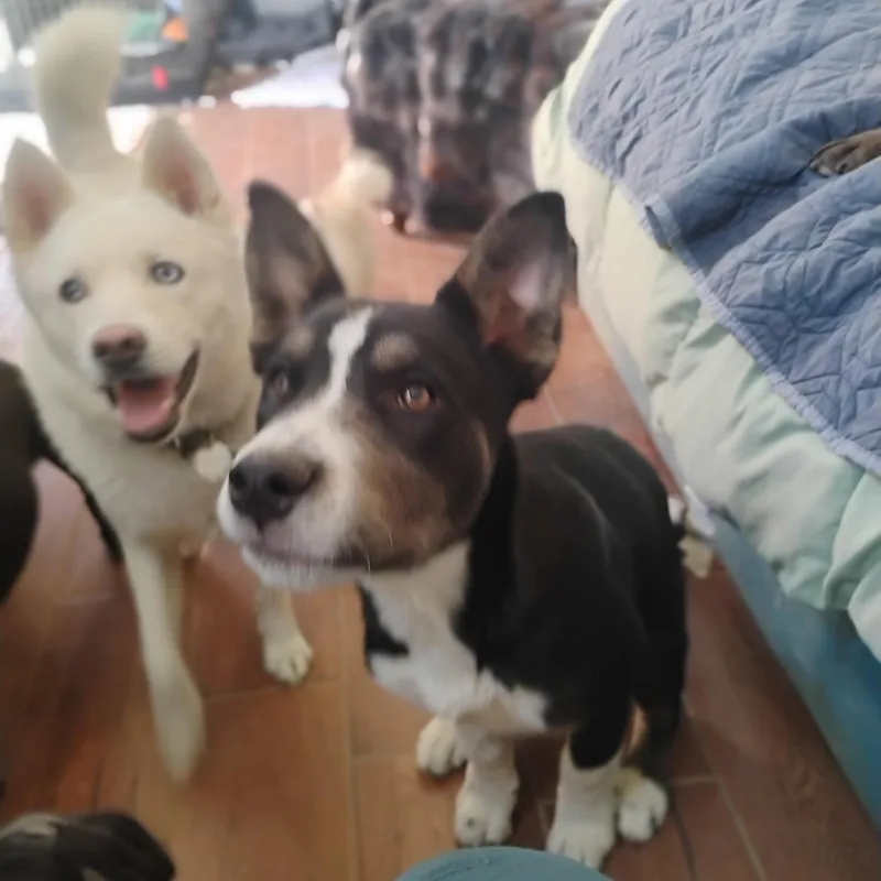 Joshua Tree thumbnail 2