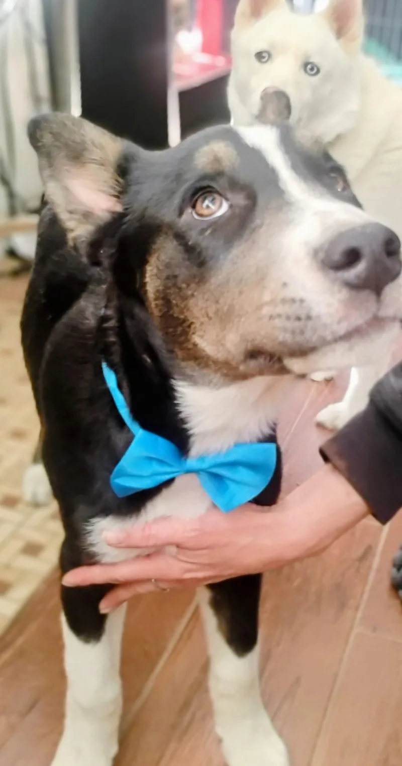 Joshua Tree thumbnail 3