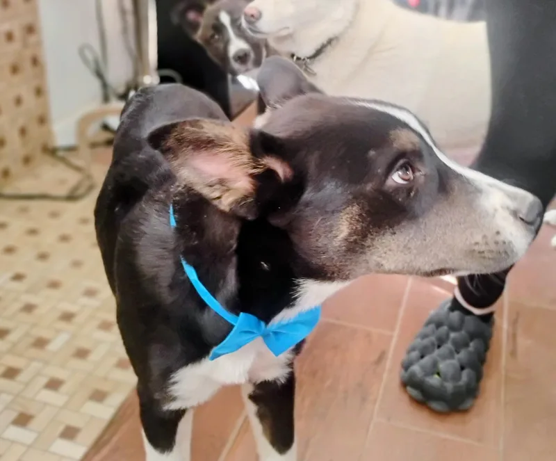 Joshua Tree thumbnail 4