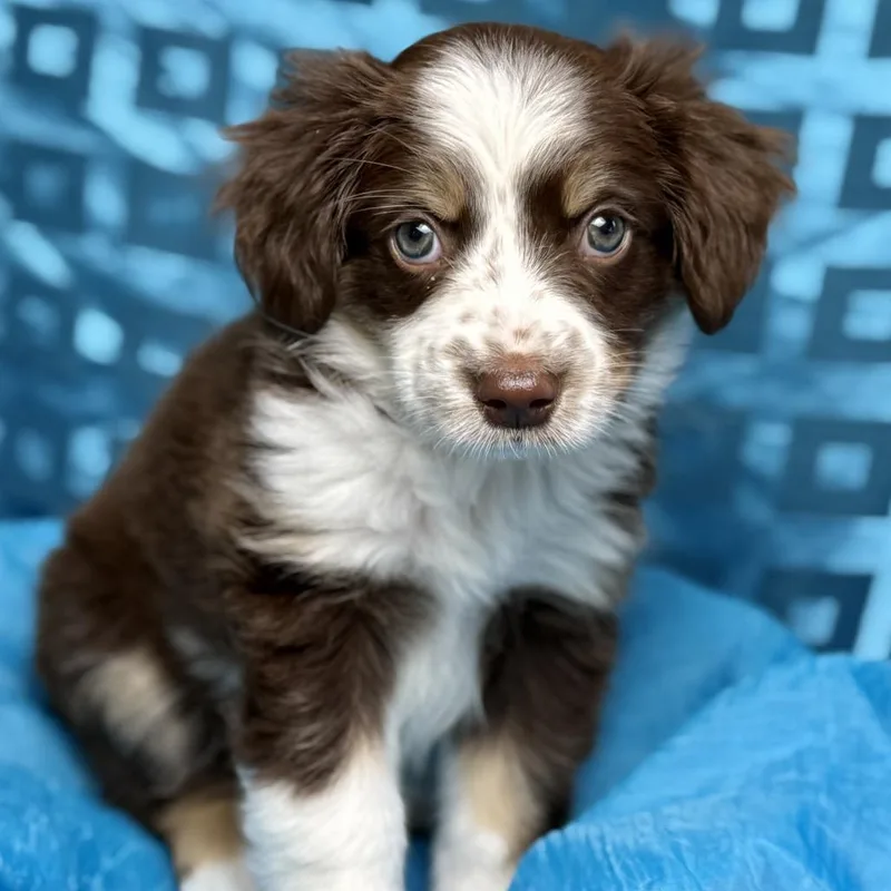 A baby small-sized female White / Cream Border Collie dog named Roux Playful Silly for adoption in Hondo, TX