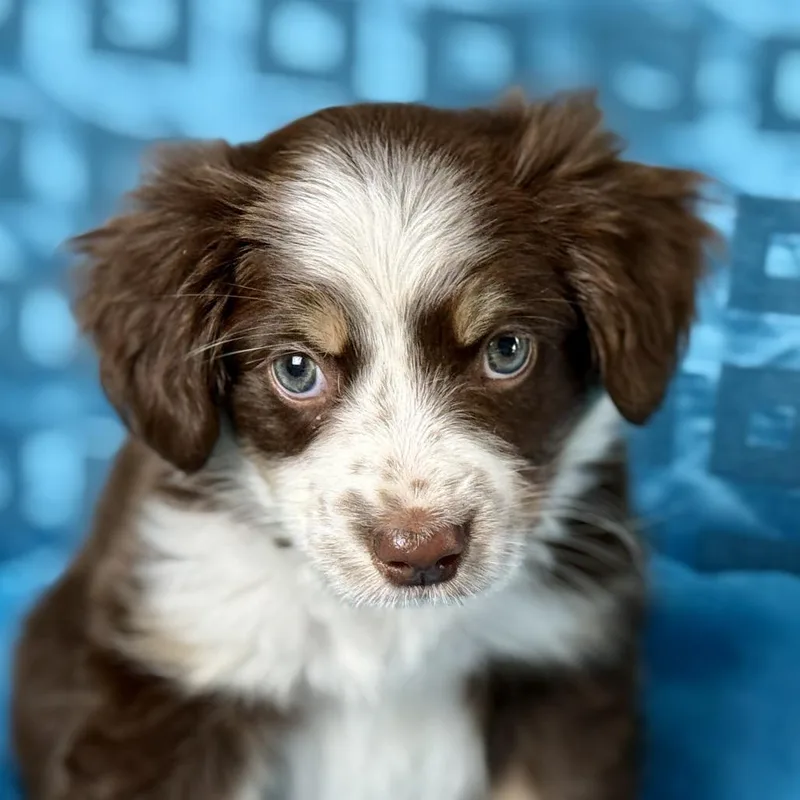 Roux  Playful Silly thumbnail 2