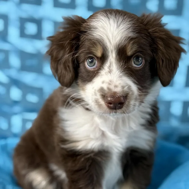 Roux  Playful Silly thumbnail 3