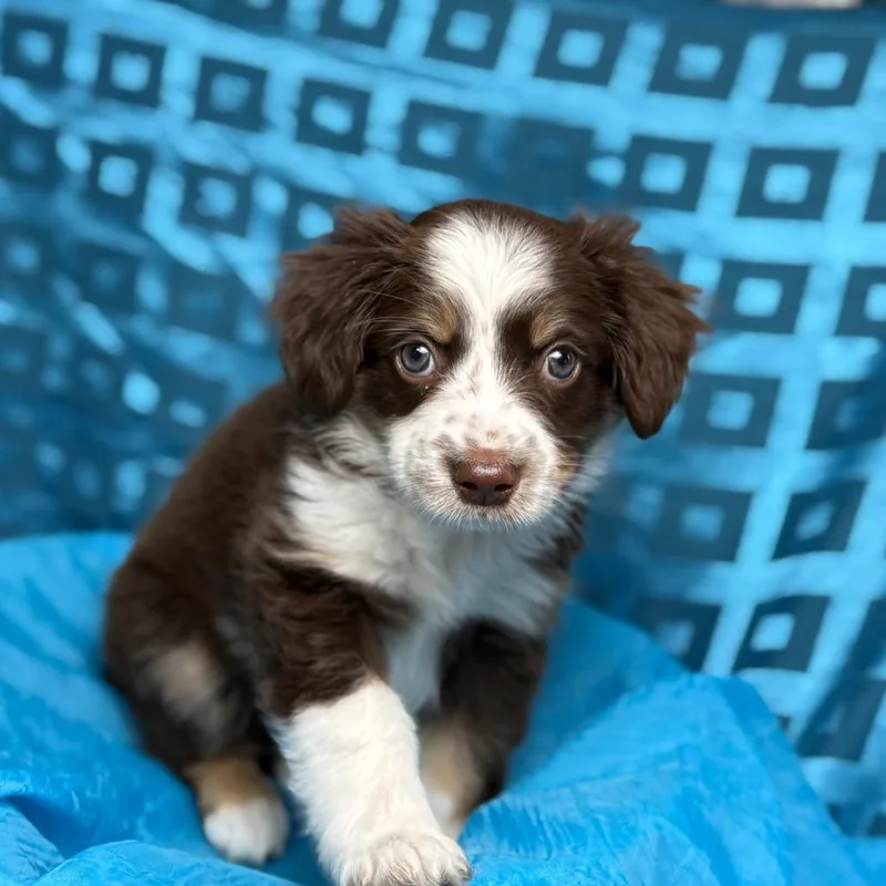 Roux  Playful Silly thumbnail 4