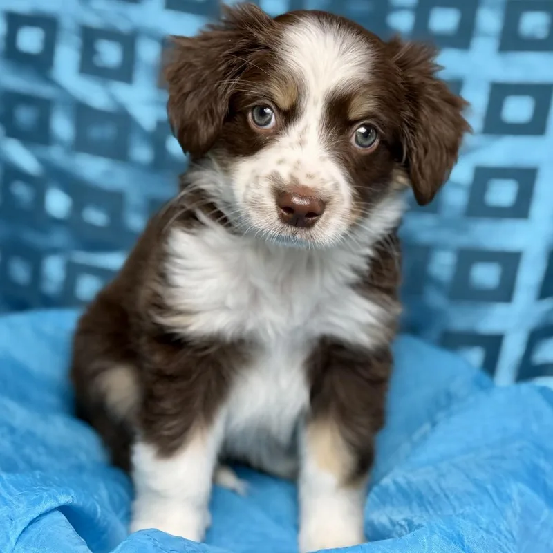 Roux  Playful Silly thumbnail 5