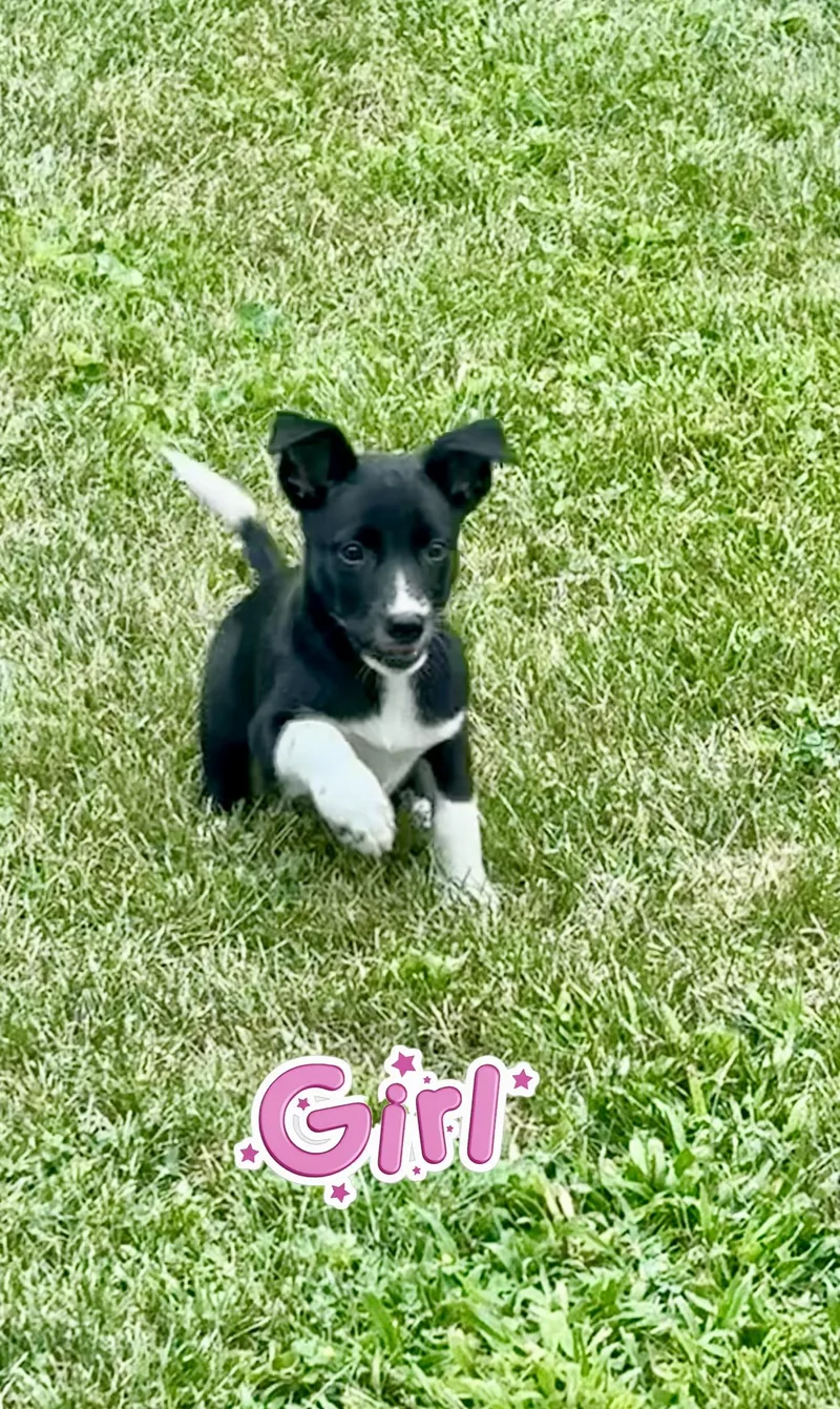 A baby medium-sized female Border Collie dog named Star for adoption in Armada, MI