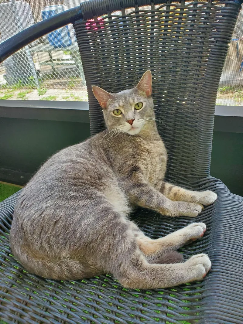 An adult medium-sized male Tabby (Gray / Blue / Silver) Domestic Short Hair cat named Dusty for adoption in Umatilla, FL