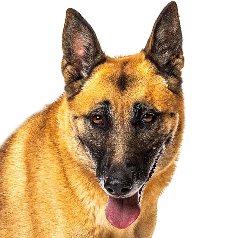 A senior large-sized female Yellow / Tan / Blond / Fawn Belgian Shepherd / Malinois dog named Luna Bear for adoption in Reno, NV