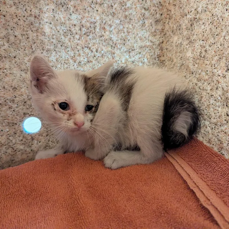 A baby small-sized male White Domestic Short Hair cat named Yellow for adoption in Pasadena, CA