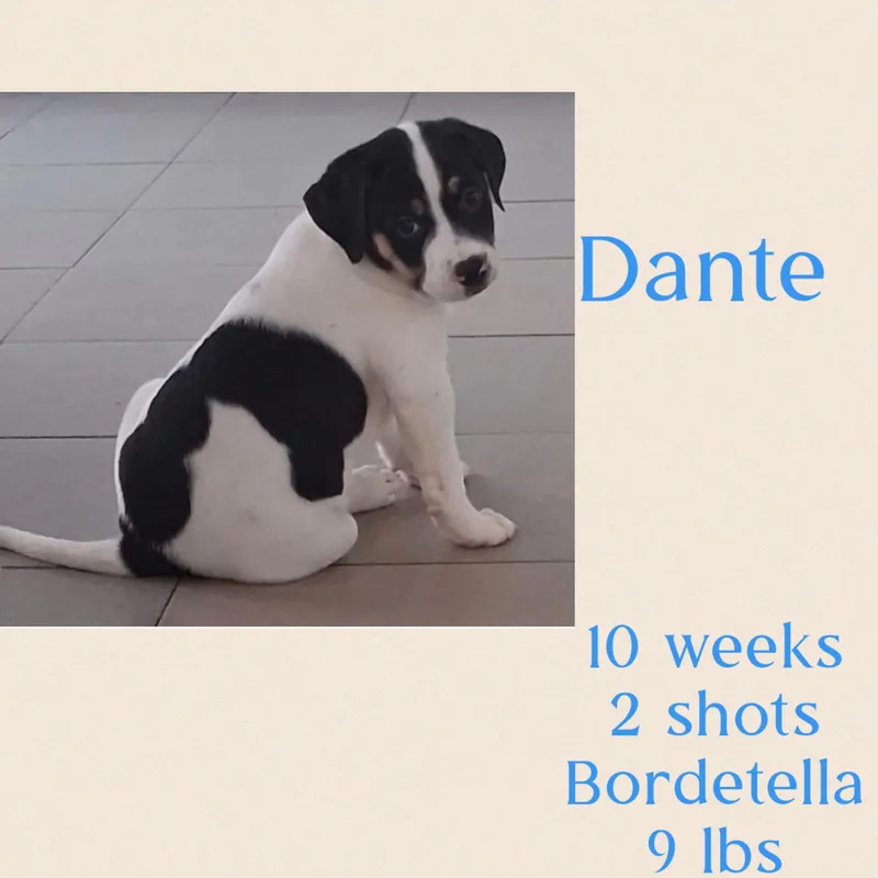 Dante