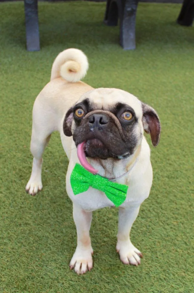 Boggle thumbnail 3