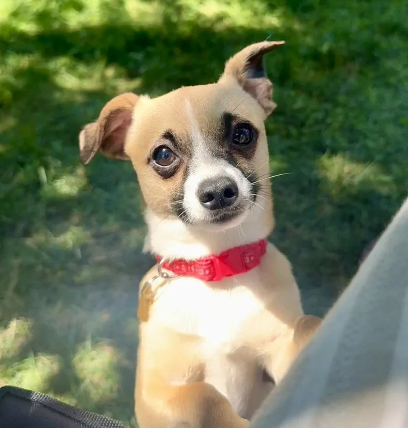 Meeko
