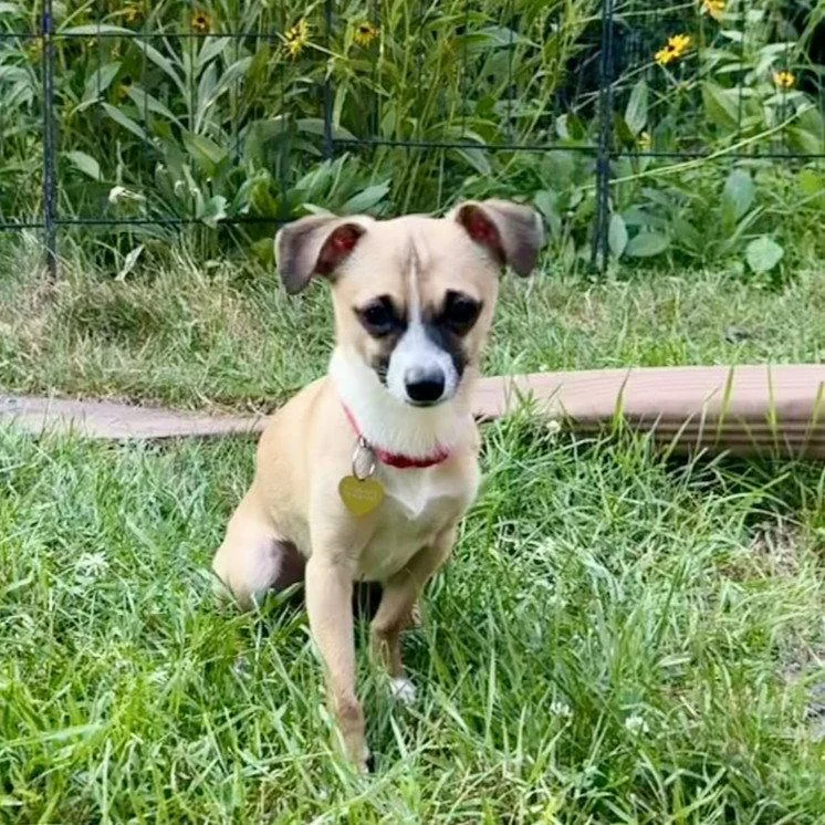 Meeko thumbnail 2