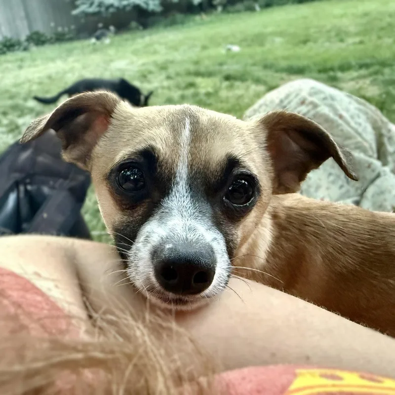 Meeko thumbnail 3