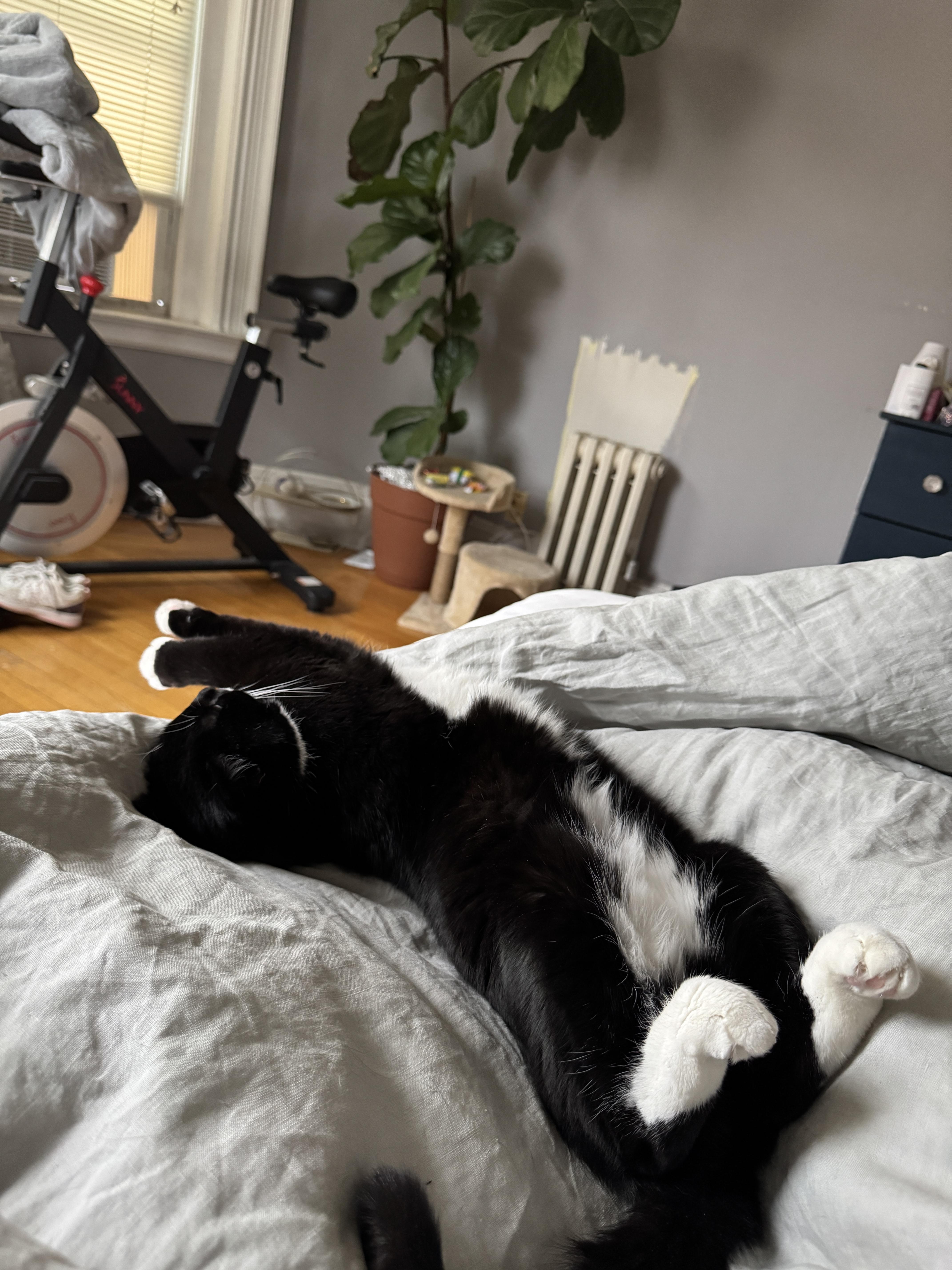 An adult medium-sized female Black & White / Tuxedo Domestic Short Hair cat named Harreit for adoption in Worcester, MA