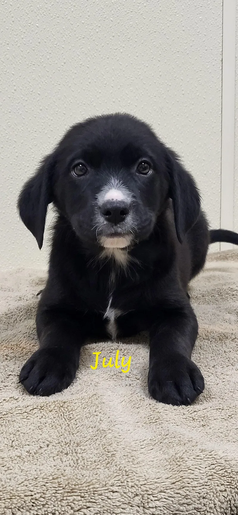 A baby medium-sized female Black Labrador Retriever dog named July for adoption in Marion, MS