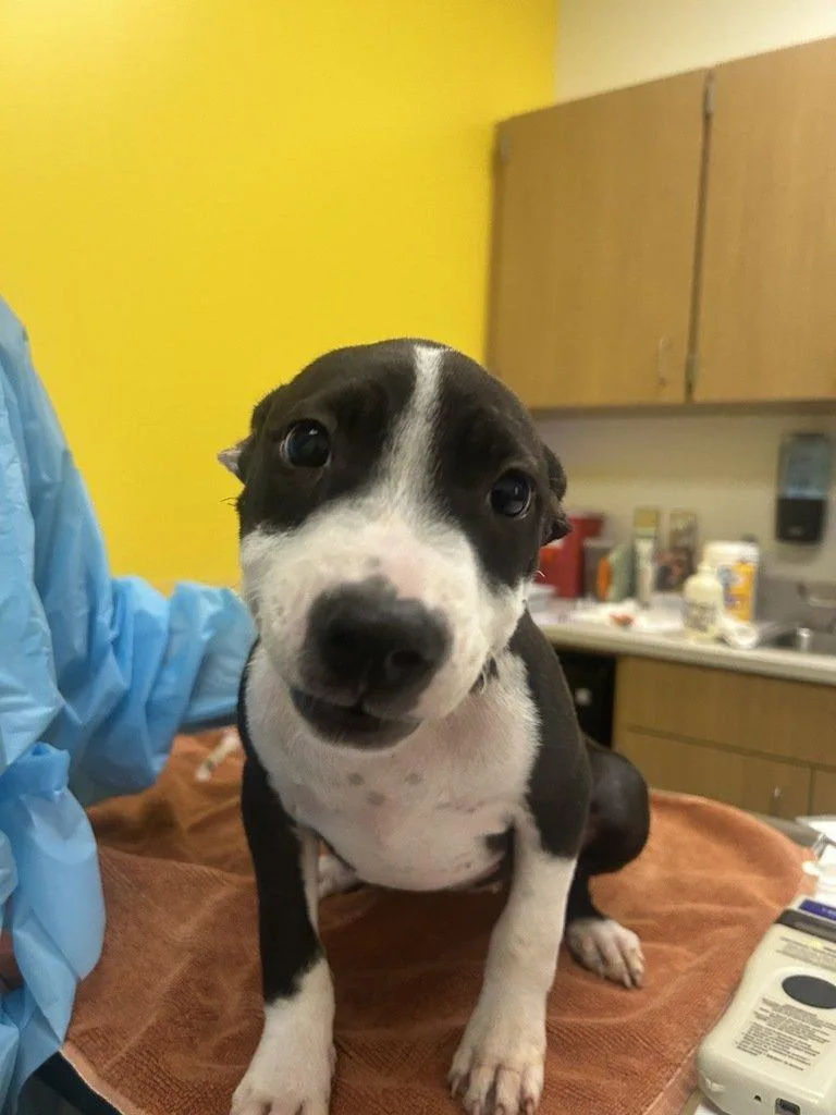 A baby small-sized female Black Mixed Breed dog named Carrie for adoption in Raleigh, NC
