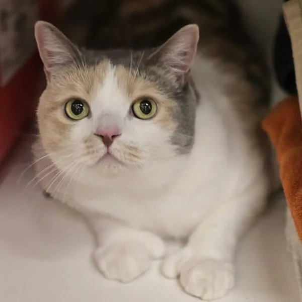 An adult medium-sized female British Shorthair cat named Ellie for adoption in Dublin, CA