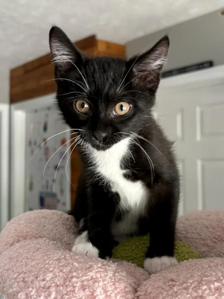 A baby medium-sized male Black & White / Tuxedo Domestic Short Hair cat named Artemis for adoption in Decatur, IL
