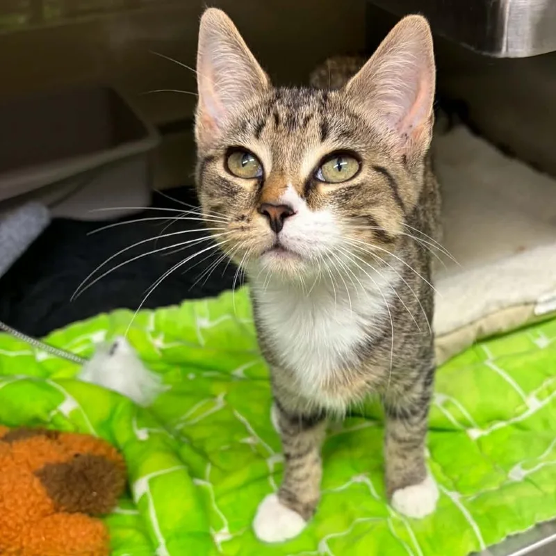 A baby small-sized female Brown / Chocolate Domestic Short Hair cat named Sierra Mist for adoption in Concord, NC