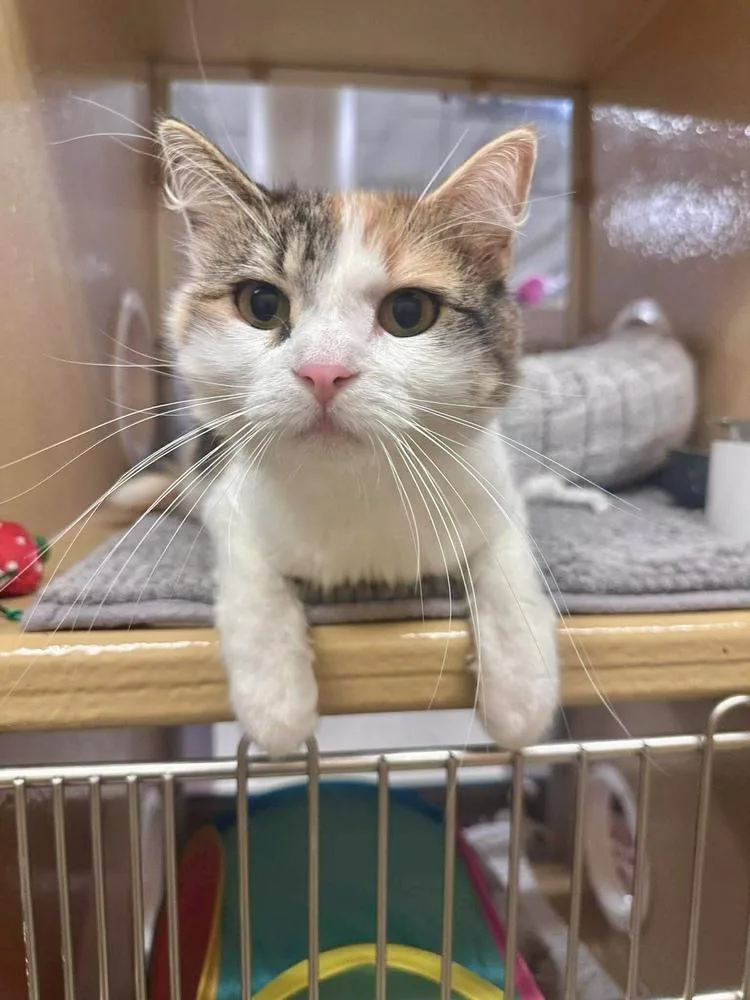 Turquoise thumbnail 2